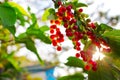 Bright sunbeam on the ripe berries Royalty Free Stock Photo