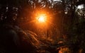 Bright sunbeams penetrating through trees in the forest at sunset.