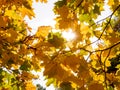 Bright sunbeams shine through the yellow maple leaves. Wonderful autumn weather in October