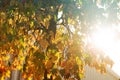 Bright sunburst through leafy tree Royalty Free Stock Photo