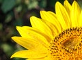 Bright sunflower