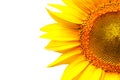 Bright sunflower Royalty Free Stock Photo