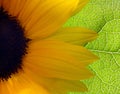 Bright Sunflower Royalty Free Stock Photo