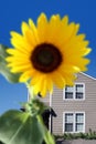 Bright sunflower Royalty Free Stock Photo