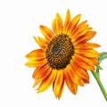 Bright sunflower