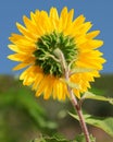 Bright sunflower on blue sky background on sunny day. Closeup of backside of sunflower Royalty Free Stock Photo