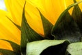 Bright sunflower close up on a light background