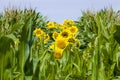 bright sunflower with corn Royalty Free Stock Photo