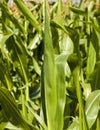 bright sunflower with corn Royalty Free Stock Photo