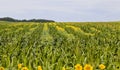 bright sunflower with corn Royalty Free Stock Photo