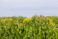 bright sunflower with corn Royalty Free Stock Photo