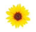 Bright sunflower with drops dews Royalty Free Stock Photo