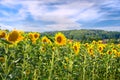 Bright sunflower farm on a beautiful day with a cloudy blue sky background. Vibrant yellow flowers bloom on farmland on