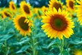 Bright sunflower field, a beautiful landscape on a summer day Royalty Free Stock Photo