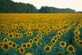 Bright sunflower field, a beautiful landscape on a summer day Royalty Free Stock Photo