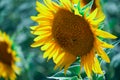 Bright sunflower field, a beautiful landscape on a summer day Royalty Free Stock Photo