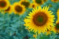 Bright sunflower field, a beautiful landscape on a summer day Royalty Free Stock Photo