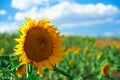 Bright sunflower field, a beautiful landscape on a summer day Royalty Free Stock Photo