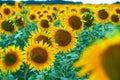 Bright sunflower field, a beautiful landscape on a summer day Royalty Free Stock Photo