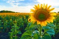 Bright sunflower field, a beautiful landscape on a summer day Royalty Free Stock Photo