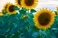 Bright sunflower field, a beautiful landscape on a summer day Royalty Free Stock Photo