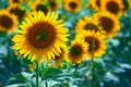 Bright sunflower field, a beautiful landscape on a summer day Royalty Free Stock Photo