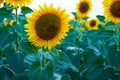 Bright sunflower field, a beautiful landscape on a summer day Royalty Free Stock Photo