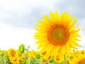 Bright sunflower in a field on cloudy sky background Royalty Free Stock Photo