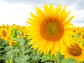 Bright sunflower in a field on cloudy sky background Royalty Free Stock Photo