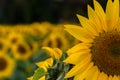Bright Yellow Sunflower in Field