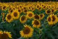 Bright Yellow Sunflower in Field