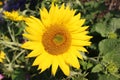 bright sunflower flower close-up, beautiful background texture of nature, walk in the garden on a summer day, yellow petals Royalty Free Stock Photo