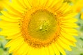 Bright sunflower flower close-up, summer background. Royalty Free Stock Photo