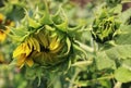 bright sunflower flowers close-up, beautiful nature background texture, walk in the garden on a summer day, yellow petals Royalty Free Stock Photo