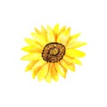 Bright sunflower. Hand drawn watercolor illustration. Isolated on white background. Royalty Free Stock Photo
