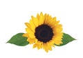 Bright sunflower isolated on white Royalty Free Stock Photo