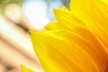 Bright sunflower petals close up on a light background