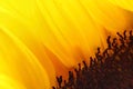 Bright sunflower petals close up with no background