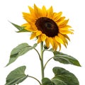 Bright Sunflower PSD Template Isolated on White Royalty Free Stock Photo