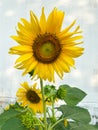 Bright sunflowers in the field