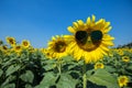 Bright sunflower sunglasses Royalty Free Stock Photo