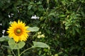 Bright sunflower and a tree with green apples Royalty Free Stock Photo