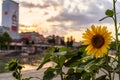 A sunflower from a urban garden during a summer sunset at the Danube canal in Vienna