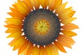 Bright sunflower on white background with clipping mask