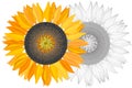 Bright sunflower on white background with clipping mask