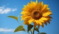 Bright sunflower, yellow flower, blue sky, nature vibrant beauty generated by AI Royalty Free Stock Photo