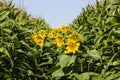 bright sunflower with yellow petals on an agricultural field Royalty Free Stock Photo