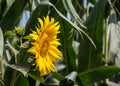 bright sunflower with yellow petals on an agricultural field, of sunflower inflorescences growing together with corn Royalty Free Stock Photo