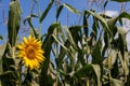 bright sunflower with yellow petals on an agricultural field, of sunflower inflorescences growing together with corn Royalty Free Stock Photo