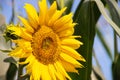 bright sunflower with yellow petals on an agricultural field, of sunflower inflorescences growing together with corn Royalty Free Stock Photo